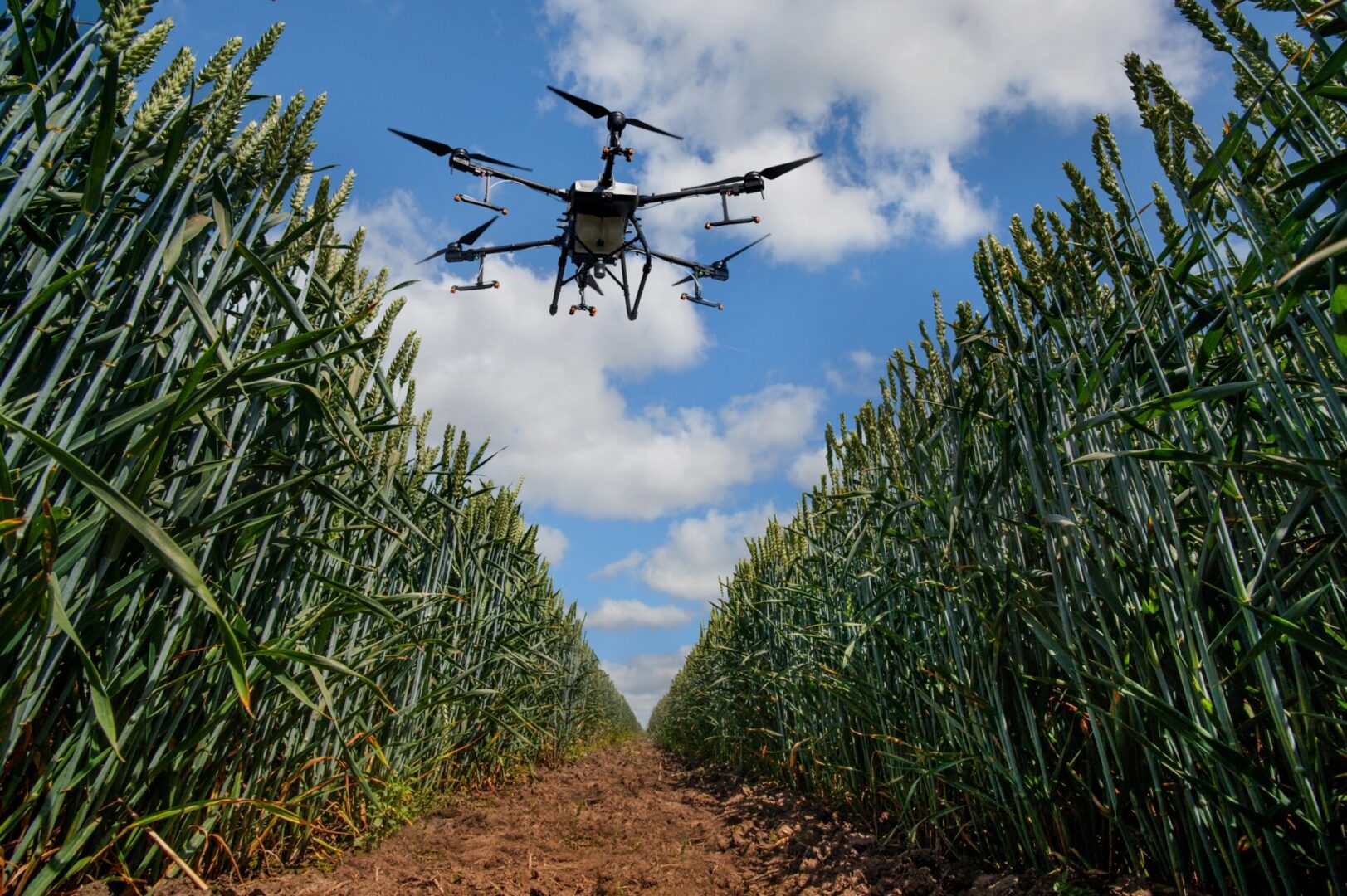A,Sprayer,Drone,Flies,Over,A,Wheat,Field.,Smart,Farming